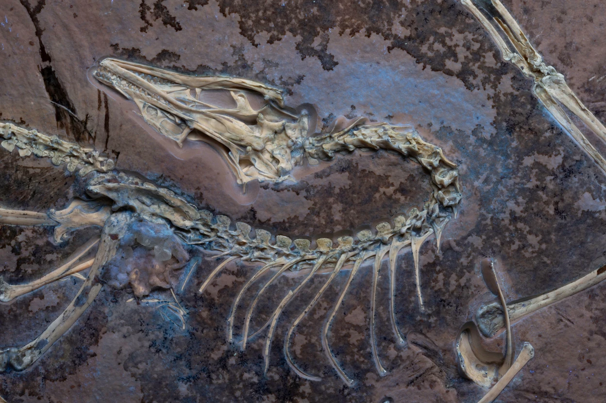 Discovering Archaeopteryx: The First Bird’s Evolution