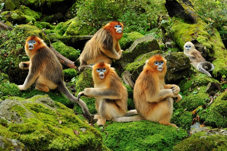 Same-Sex Behavior in Primates: An Evolutionary Perspective